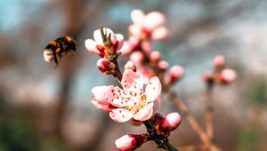 Preview wallpaper sakura, flowers, bumblebee, branch, macro