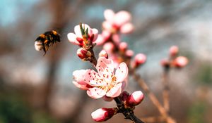 Preview wallpaper sakura, flowers, bumblebee, branch, macro