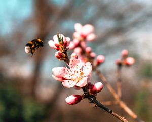 Preview wallpaper sakura, flowers, bumblebee, branch, macro