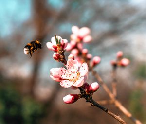 Preview wallpaper sakura, flowers, bumblebee, branch, macro