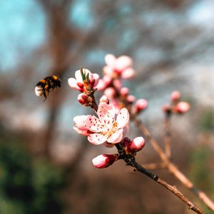 Preview wallpaper sakura, flowers, bumblebee, branch, macro