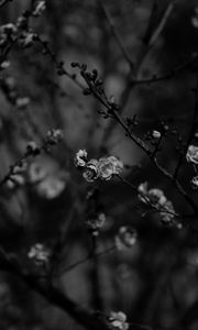 Preview wallpaper sakura, flowers, bw, branches, tree, bloom