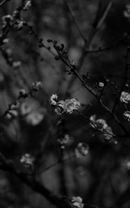 Preview wallpaper sakura, flowers, bw, branches, tree, bloom