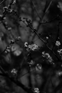 Preview wallpaper sakura, flowers, bw, branches, tree, bloom