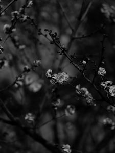 Preview wallpaper sakura, flowers, bw, branches, tree, bloom