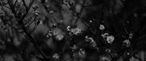 Preview wallpaper sakura, flowers, bw, branches, tree, bloom