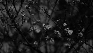 Preview wallpaper sakura, flowers, bw, branches, tree, bloom