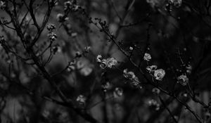 Preview wallpaper sakura, flowers, bw, branches, tree, bloom