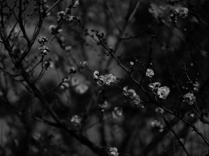 Preview wallpaper sakura, flowers, bw, branches, tree, bloom