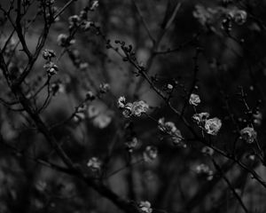 Preview wallpaper sakura, flowers, bw, branches, tree, bloom