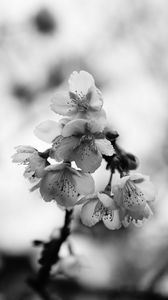 Preview wallpaper sakura, flowers, bw, branch, macro