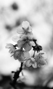 Preview wallpaper sakura, flowers, bw, branch, macro