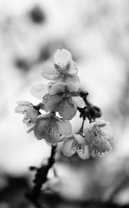 Preview wallpaper sakura, flowers, bw, branch, macro