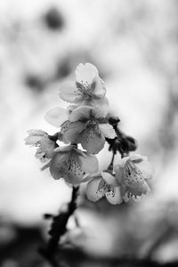 Preview wallpaper sakura, flowers, bw, branch, macro