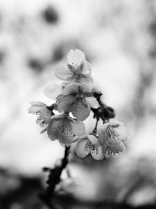 Preview wallpaper sakura, flowers, bw, branch, macro