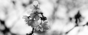 Preview wallpaper sakura, flowers, bw, branch, macro