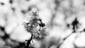 Preview wallpaper sakura, flowers, bw, branch, macro