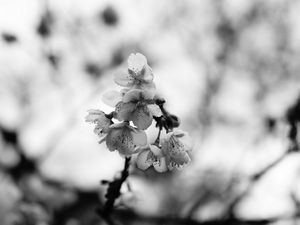 Preview wallpaper sakura, flowers, bw, branch, macro