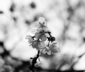 Preview wallpaper sakura, flowers, bw, branch, macro