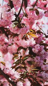 Preview wallpaper sakura, flowers, flowering, branches