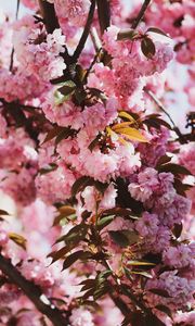 Preview wallpaper sakura, flowers, flowering, branches