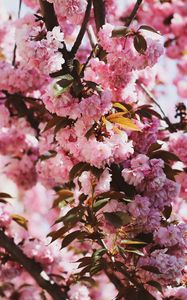 Preview wallpaper sakura, flowers, flowering, branches