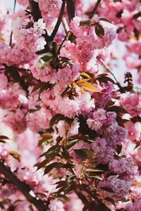 Preview wallpaper sakura, flowers, flowering, branches