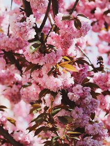 Preview wallpaper sakura, flowers, flowering, branches
