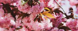 Preview wallpaper sakura, flowers, flowering, branches