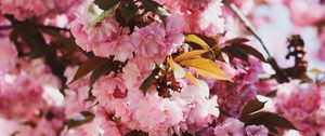 Preview wallpaper sakura, flowers, flowering, branches