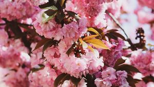 Preview wallpaper sakura, flowers, flowering, branches