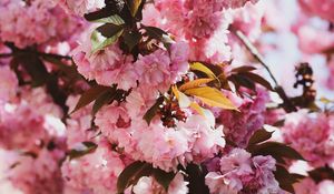 Preview wallpaper sakura, flowers, flowering, branches
