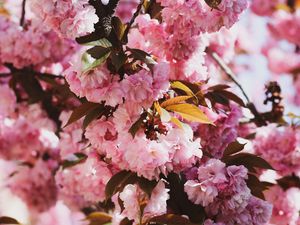 Preview wallpaper sakura, flowers, flowering, branches