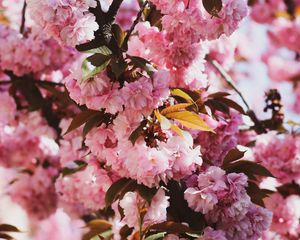 Preview wallpaper sakura, flowers, flowering, branches