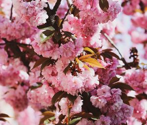 Preview wallpaper sakura, flowers, flowering, branches