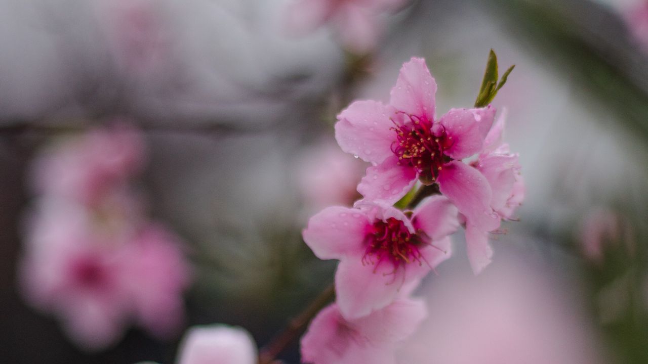 Wallpaper sakura, flowers, flowering, branch, macro