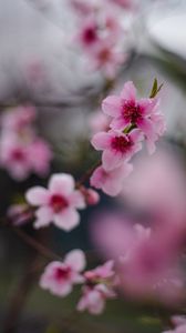 Preview wallpaper sakura, flowers, flowering, branch, macro