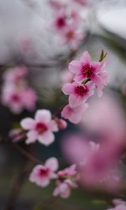 Preview wallpaper sakura, flowers, flowering, branch, macro