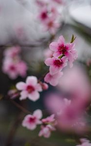 Preview wallpaper sakura, flowers, flowering, branch, macro