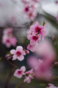 Preview wallpaper sakura, flowers, flowering, branch, macro