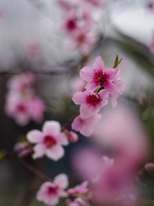 Preview wallpaper sakura, flowers, flowering, branch, macro