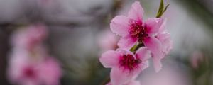 Preview wallpaper sakura, flowers, flowering, branch, macro