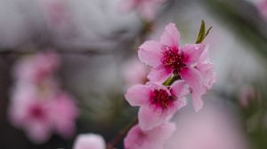 Preview wallpaper sakura, flowers, flowering, branch, macro