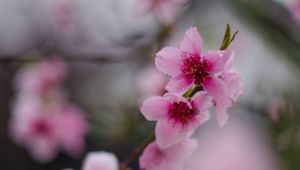 Preview wallpaper sakura, flowers, flowering, branch, macro
