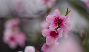 Preview wallpaper sakura, flowers, flowering, branch, macro
