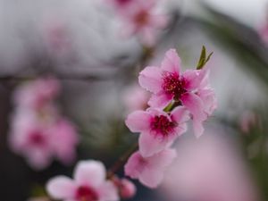 Preview wallpaper sakura, flowers, flowering, branch, macro