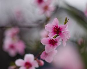 Preview wallpaper sakura, flowers, flowering, branch, macro