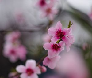 Preview wallpaper sakura, flowers, flowering, branch, macro