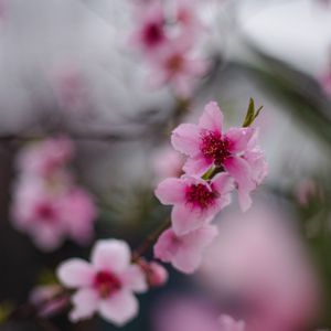 Preview wallpaper sakura, flowers, flowering, branch, macro