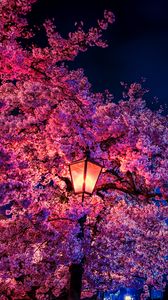 Preview wallpaper sakura, flowers, lantern, blooms, evening, spring